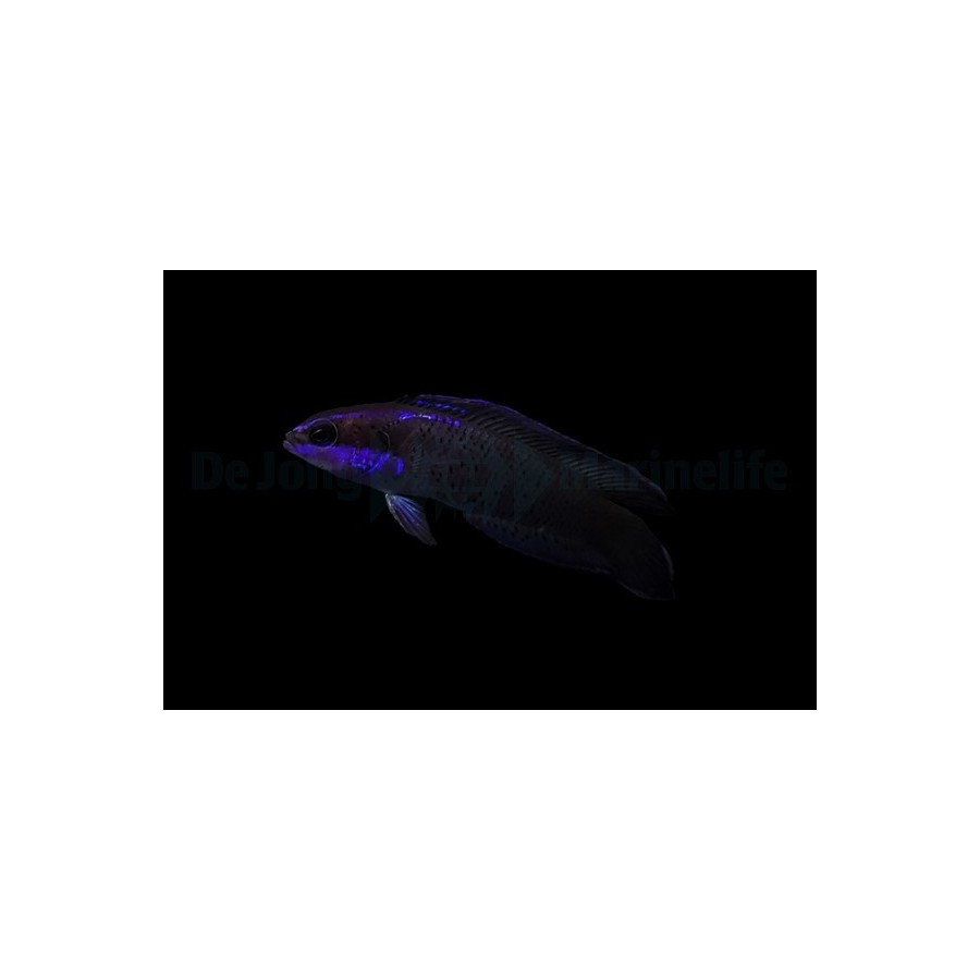 Pseudochromis springeri - Blue Streak Pygmy Basslet - viljelty