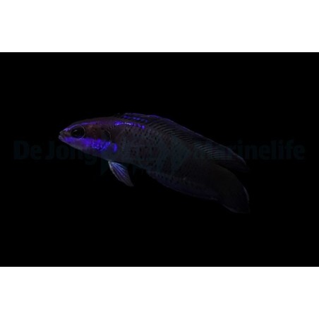 Pseudochromis springeri - Blue Streak Pygmy Basslet - viljelty