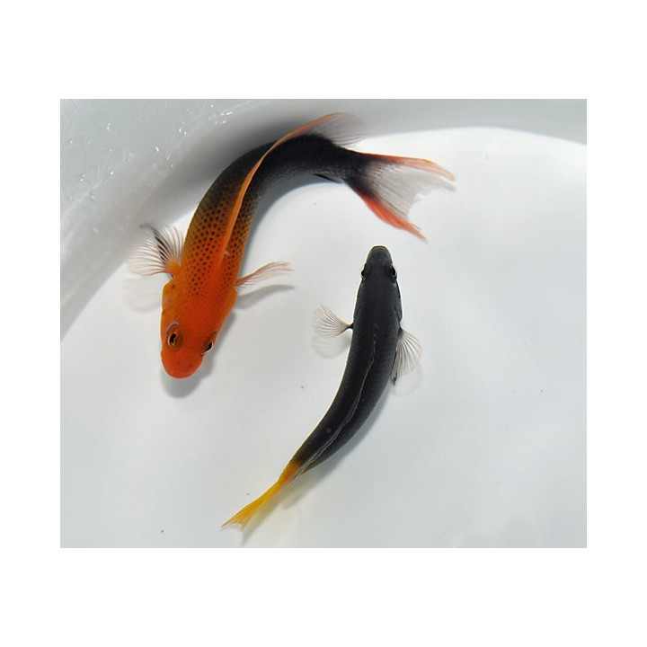 Pseudochromis steenei - Orange Head Basslet - koiras