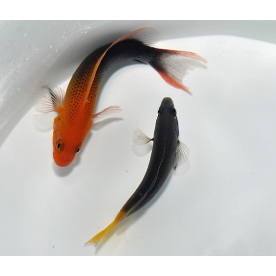 Pseudochromis steenei - Orange Head Basslet - naaras