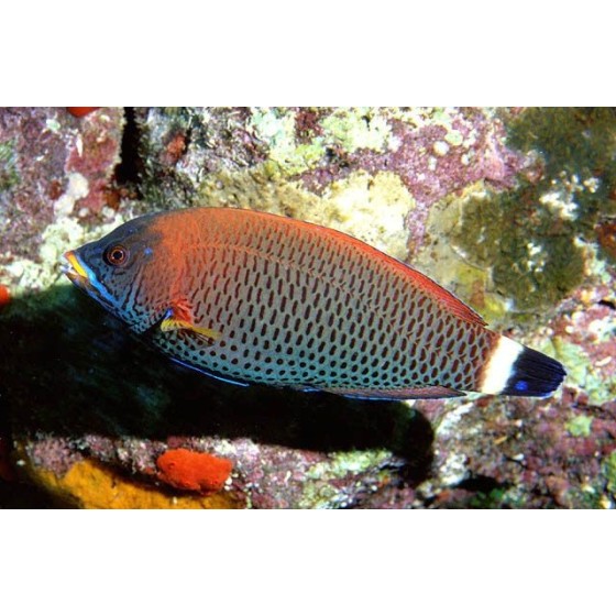 Pseudodax moluccanus - Tricolour Wrasse - aikuinen