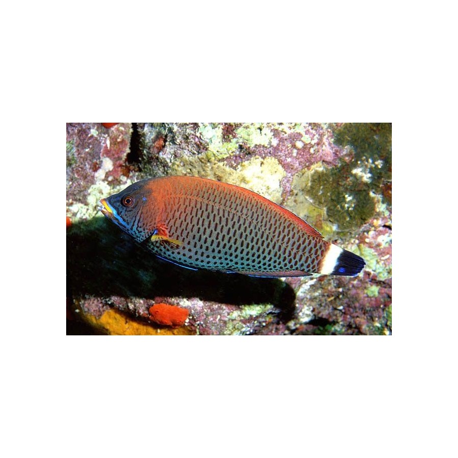 Pseudodax moluccanus - Tricolour Wrasse - aikuinen