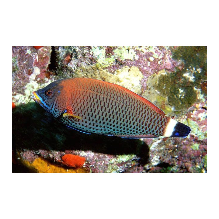 Pseudodax moluccanus - Tricolour Wrasse - aikuinen