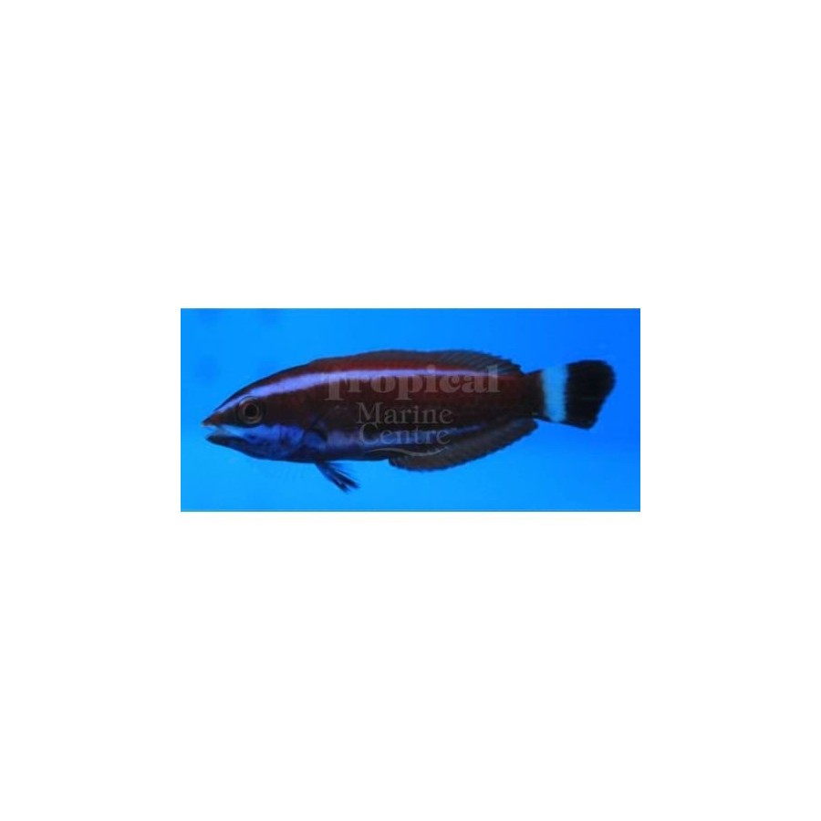 Pseudodax moluccanus - Tricolour Wrasse - nuori