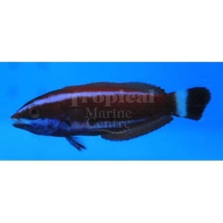 Pseudodax moluccanus - Tricolour Wrasse - nuori