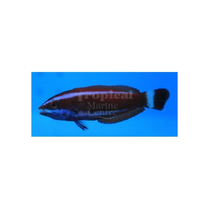 Pseudodax moluccanus - Tricolour Wrasse - nuori