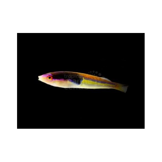 Pseudojuloides severnsi - Royal Pencil Wrasse - koiras