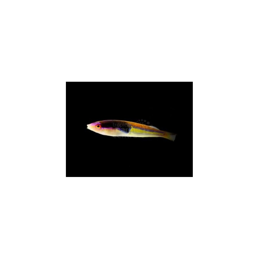 Pseudojuloides severnsi - Royal Pencil Wrasse - koiras