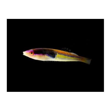 Pseudojuloides severnsi - Royal Pencil Wrasse - koiras