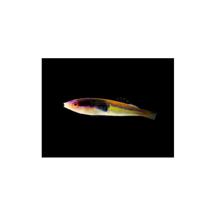 Pseudojuloides severnsi - Royal Pencil Wrasse - koiras