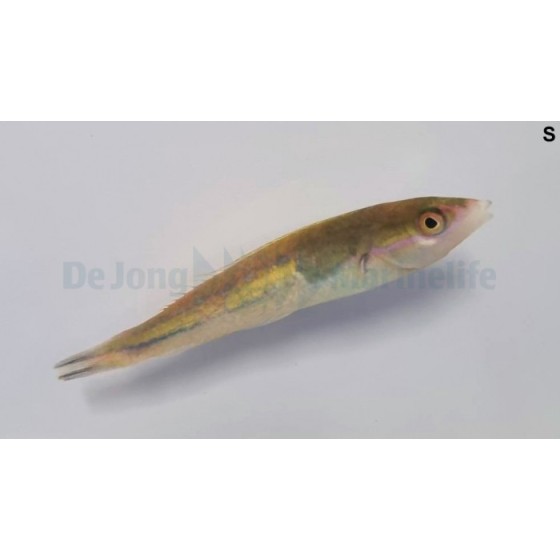 Pseudojuloides severnsi - Royal Pencil Wrasse - koiras