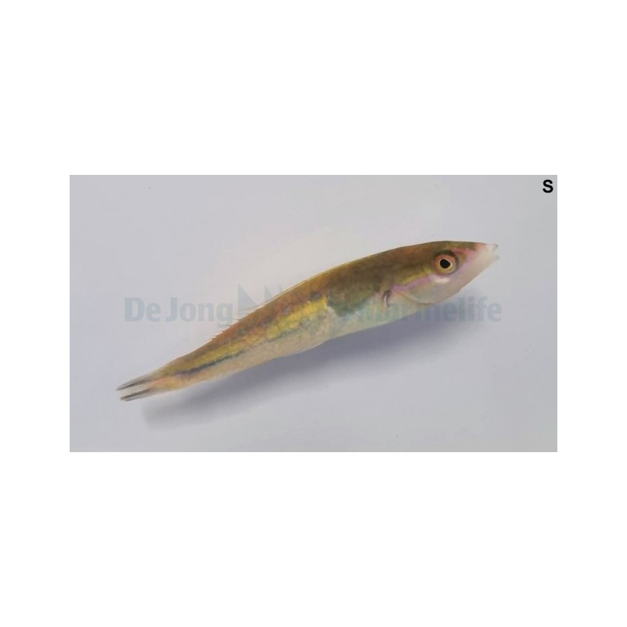 Pseudojuloides severnsi - Royal Pencil Wrasse - koiras