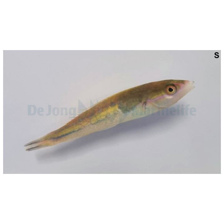 Pseudojuloides severnsi - Royal Pencil Wrasse - koiras