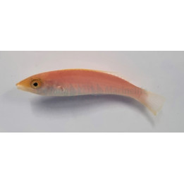 Pseudojuloides severnsi - Royal Pencil Wrasse - naaras