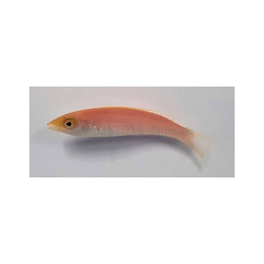 Pseudojuloides severnsi - Royal Pencil Wrasse - naaras