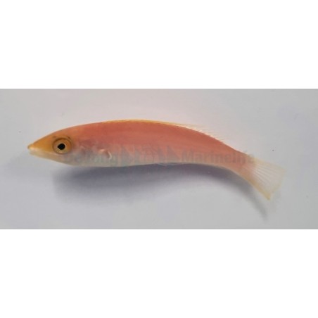 Pseudojuloides severnsi - Royal Pencil Wrasse - naaras