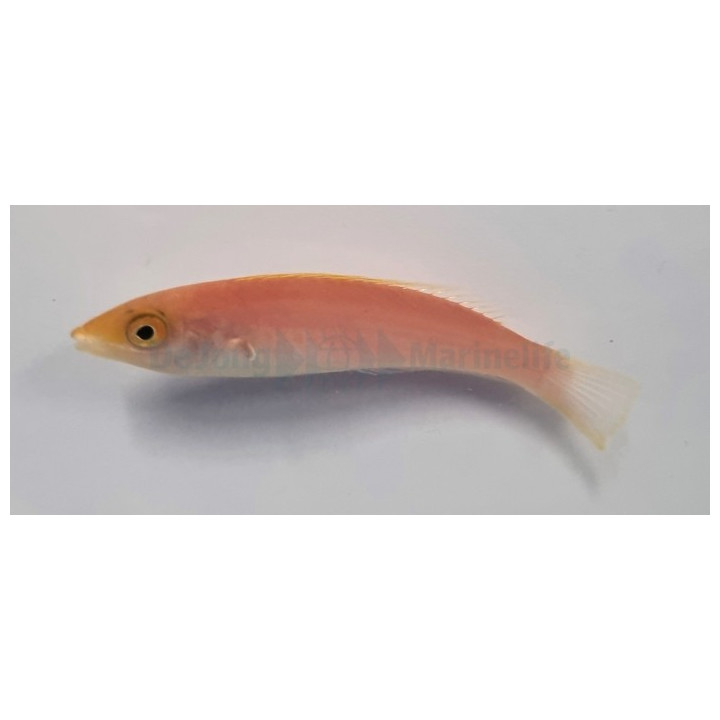 Pseudojuloides severnsi - Royal Pencil Wrasse - naaras