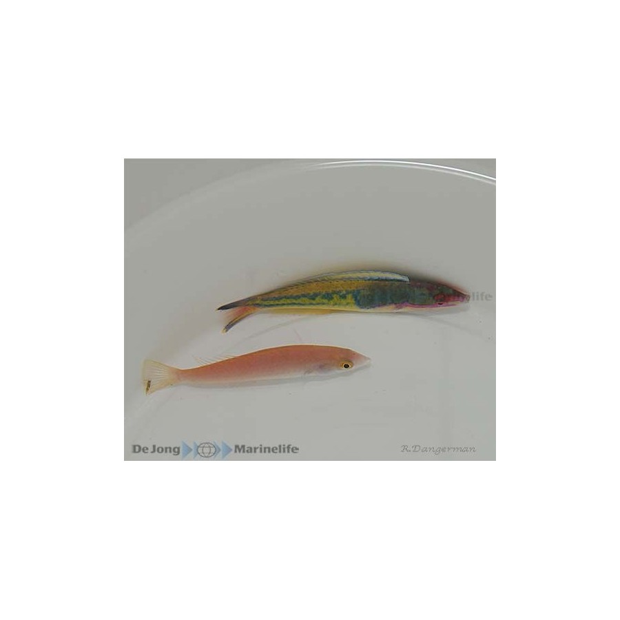 Pseudojuloides severnsi - Royal Pencil Wrasse - pariskunta