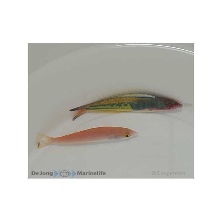 Pseudojuloides severnsi - Royal Pencil Wrasse - pariskunta