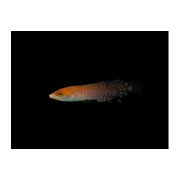 Pseudojuloides sp. - Pencil Wrasse
