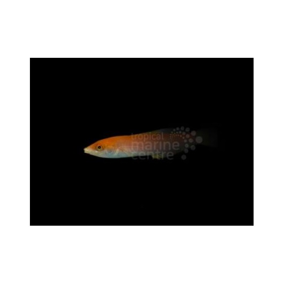 Pseudojuloides sp. - Pencil Wrasse