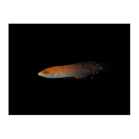 Pseudojuloides sp. - Pencil Wrasse