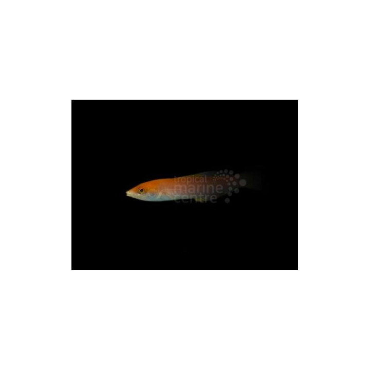 Pseudojuloides sp. - Pencil Wrasse -