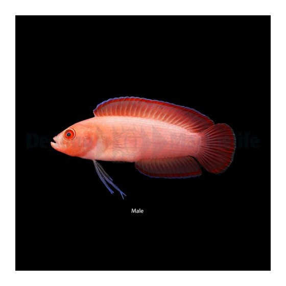 Pseudoplesiops typus - Long Fin Dottyback