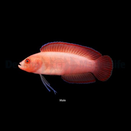 Pseudoplesiops typus - Long Fin Dottyback