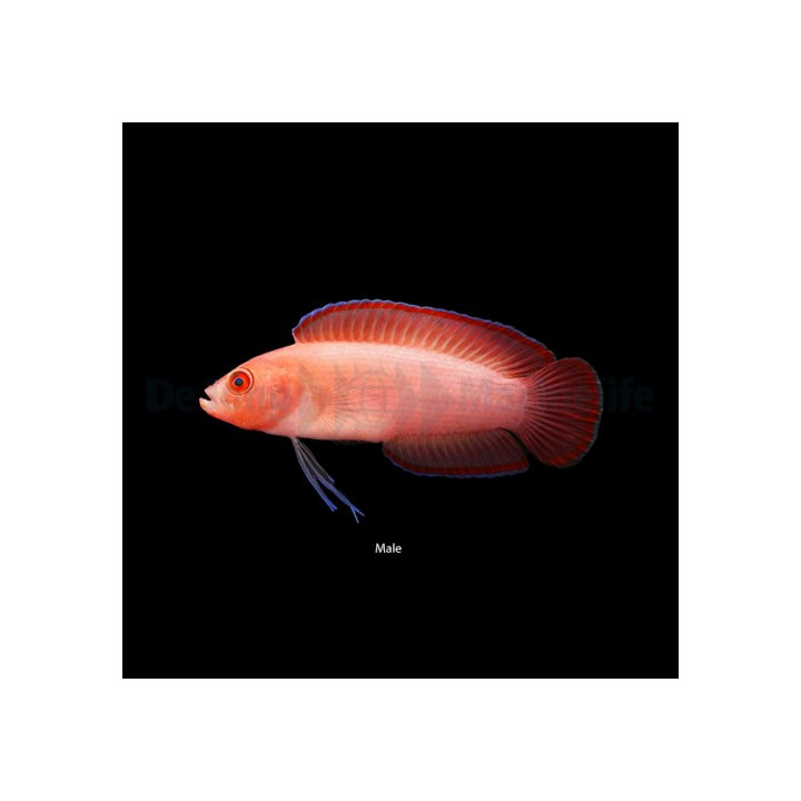 Pseudoplesiops typus - Long Fin Dottyback