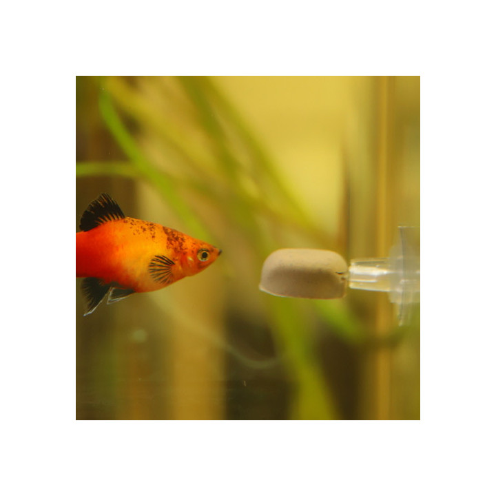 Gel-o-Drops Holder , Terraario- ja akvaariotarvike