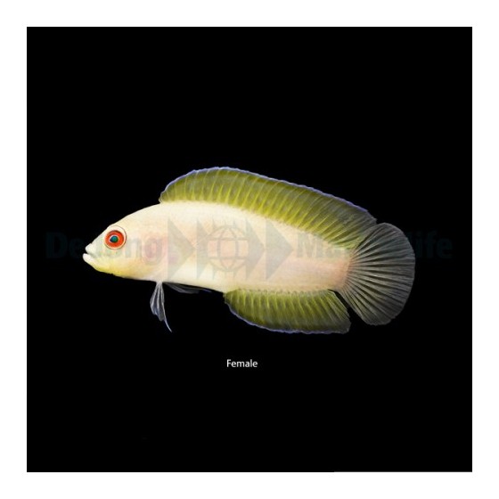 Pseudoplesiops typus - Long Fin Dottyback