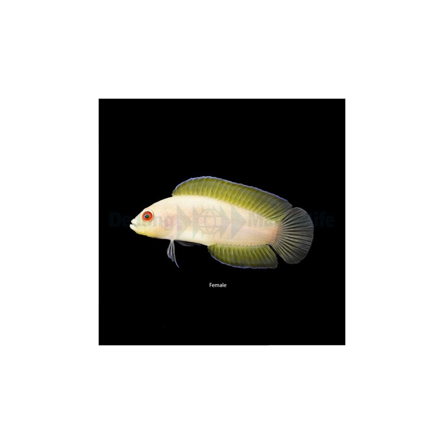 Pseudoplesiops typus - Long Fin Dottyback