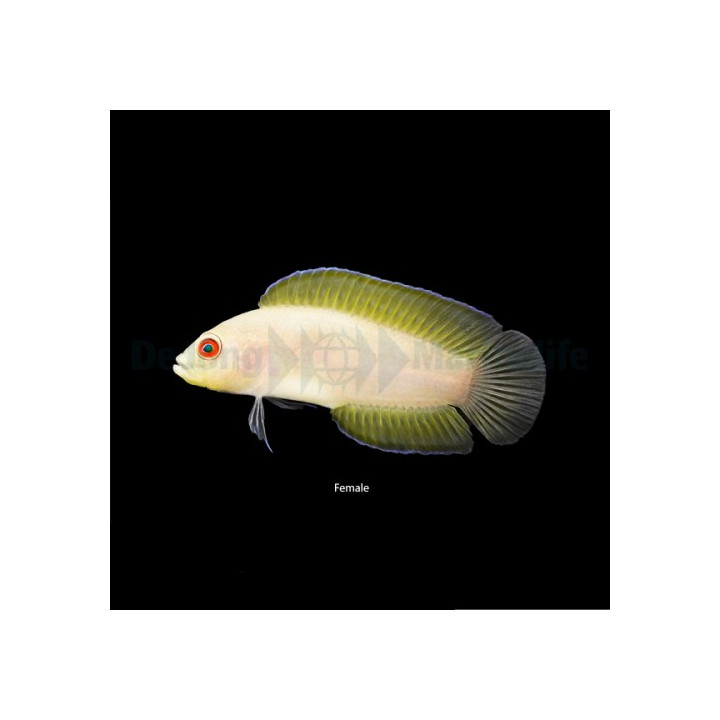Pseudoplesiops typus - Long Fin Dottyback