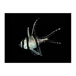 Pterapogon kauderni - helmikardinaaliahven