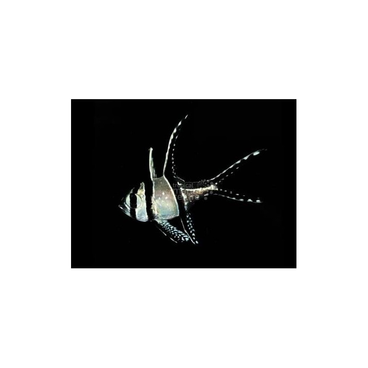 Pterapogon kauderni - helmikardinaaliahven