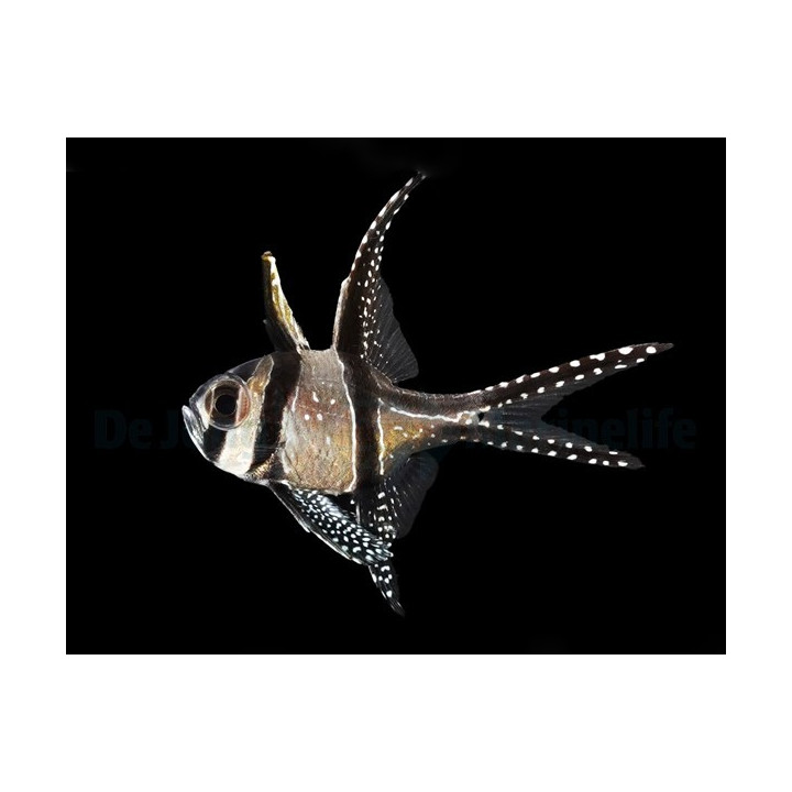 Pterapogon kauderni - helmikardinaaliahven - viljelty