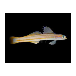Ptereleotris grammica - Gudgeon - Orange stripe