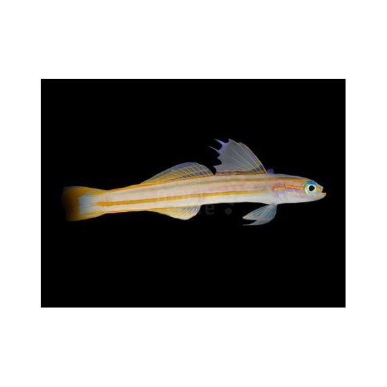 Ptereleotris grammica - Gudgeon - Orange stripe