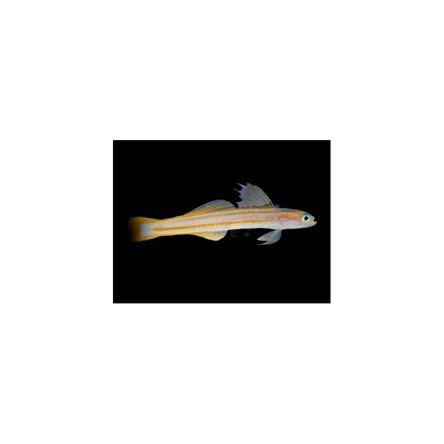 Ptereleotris grammica - Gudgeon - Orange stripe