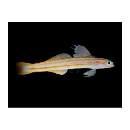 Ptereleotris grammica - Gudgeon - Orange stripe