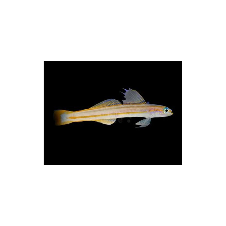 Ptereleotris grammica - Gudgeon - Orange stripe