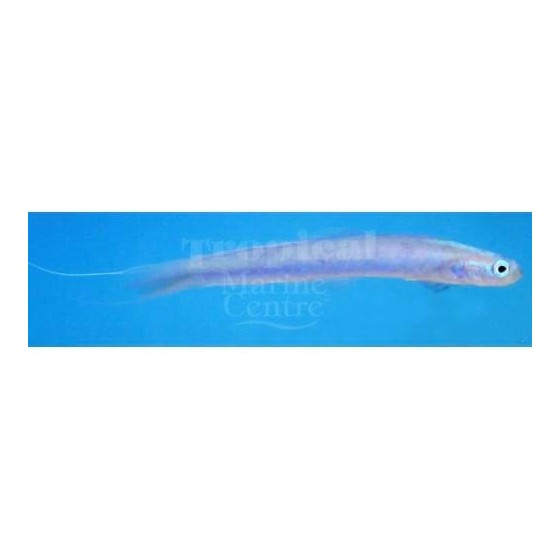 Ptereleotris hanae - Gudgeon - Streamer