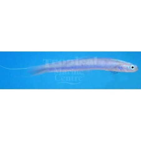 Ptereleotris hanae - Gudgeon - Streamer