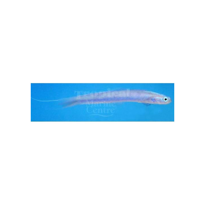 Ptereleotris hanae - Gudgeon - Streamer