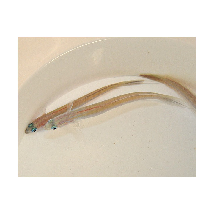 Ptereleotris hanae - Gudgeon - Streamer