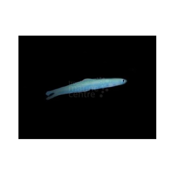 Ptereleotris heteroptera - Gudgeon - Blue