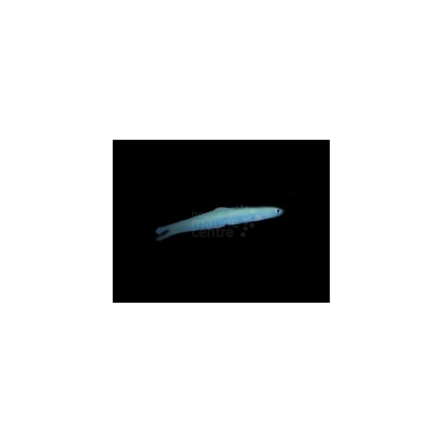 Ptereleotris heteroptera - Gudgeon - Blue