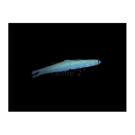 Ptereleotris heteroptera - Gudgeon - Blue