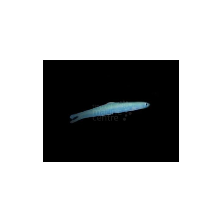 Ptereleotris heteroptera - Gudgeon - Blue